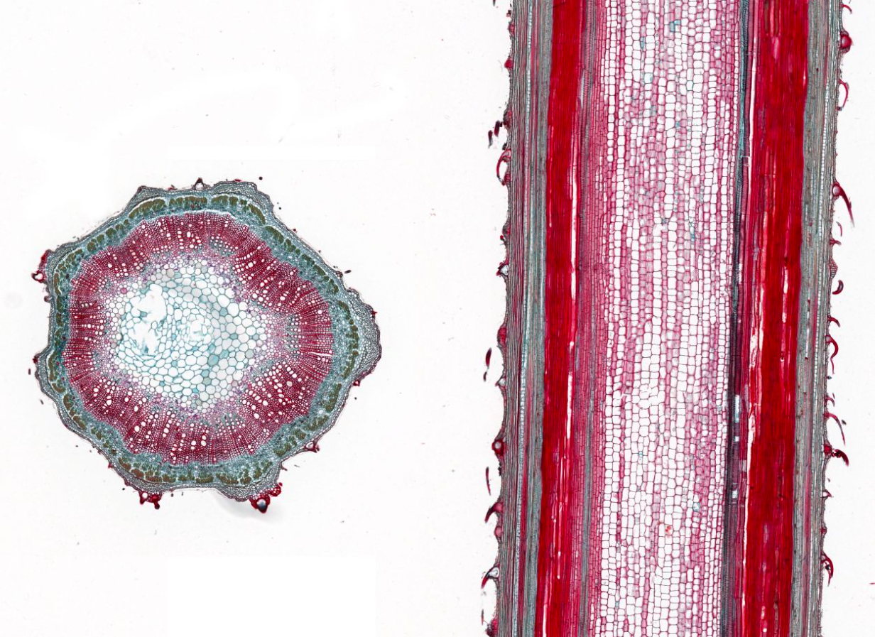 longitudinal section of a stem