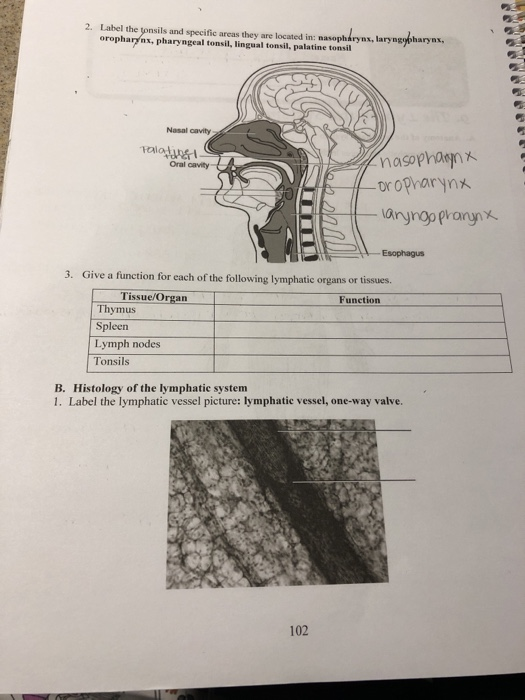 Solved 2. Label the tonsils and specific areas they are