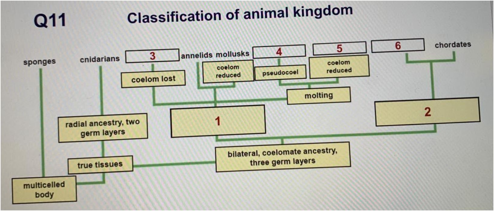 Solved Q11 Classification of animal kingdom 5 6 chordates 3 