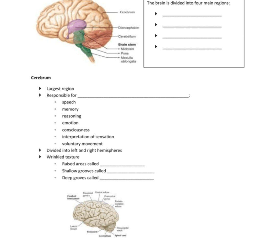 Solved The brain is divided into four main regions: Cerebrum | Chegg.com