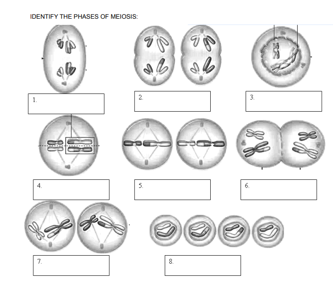 Solved IDENTIFY THE PHASES OF MEIOSIS: 1. 4. 7. 2. 9 5. 1300 | Chegg.com