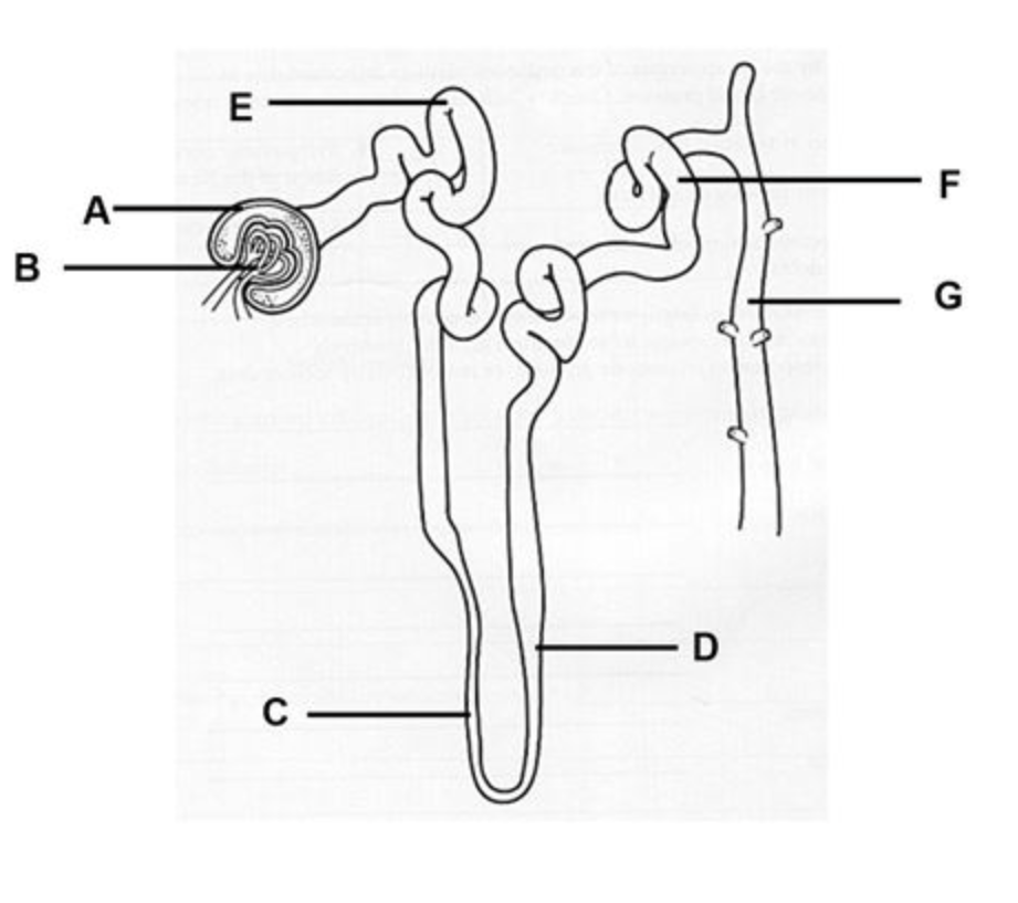 Solved Which portions of the tubular system shown in the | Chegg.com