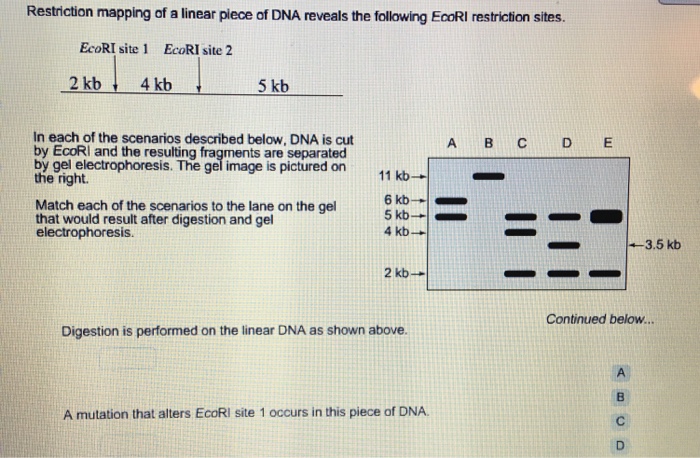 Solved Restriction Mapping Of A Linear Piece Of DNA Reveals | Chegg.com