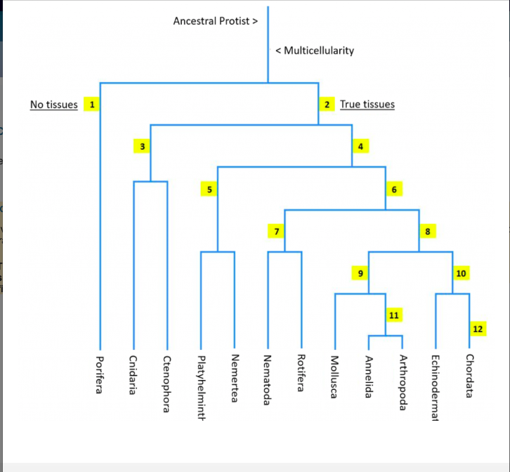 Phylogenetic Tree Of Kingdom Animalia