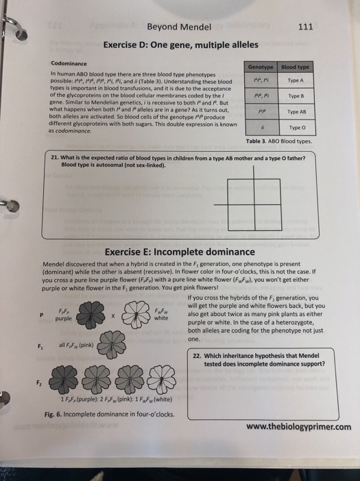 solved-beyond-mendel-exercise-d-one-gene-multiple-alleles-chegg