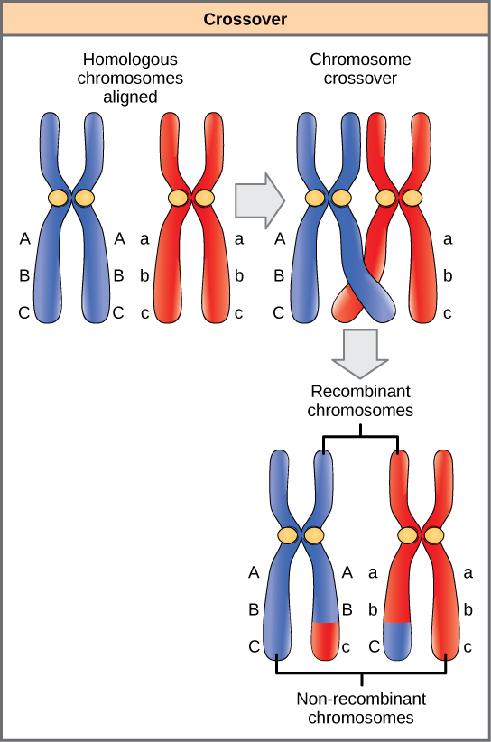 Solved Referring To The Illustration, How Can There Be | Chegg.com