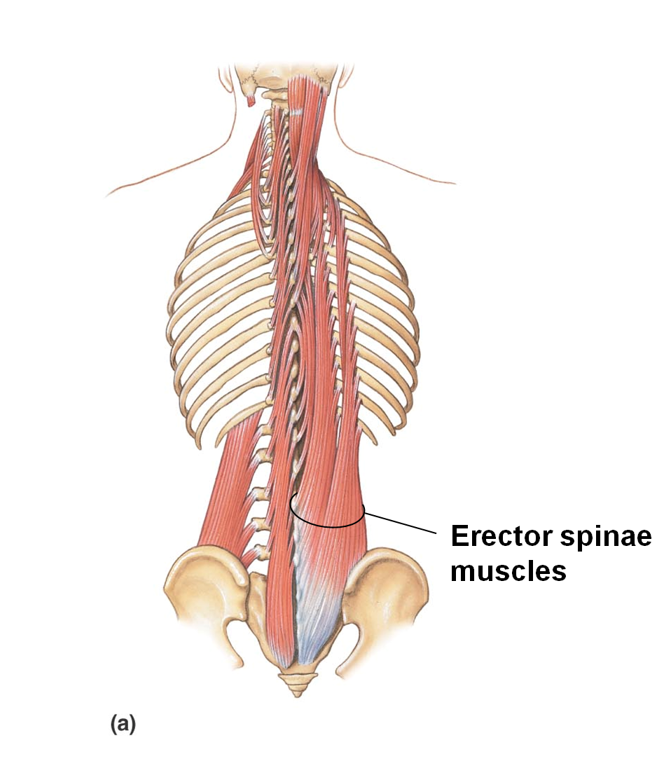 transversospinalis origin and insertion