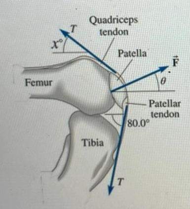 Solved The figure shows the quadriceps and the patellar | Chegg.com