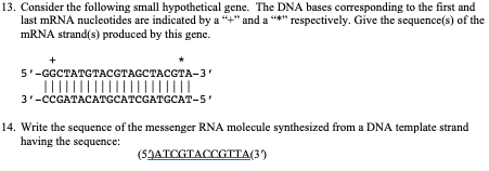 Solved 13. Consider the following small hypothetical gene. | Chegg.com