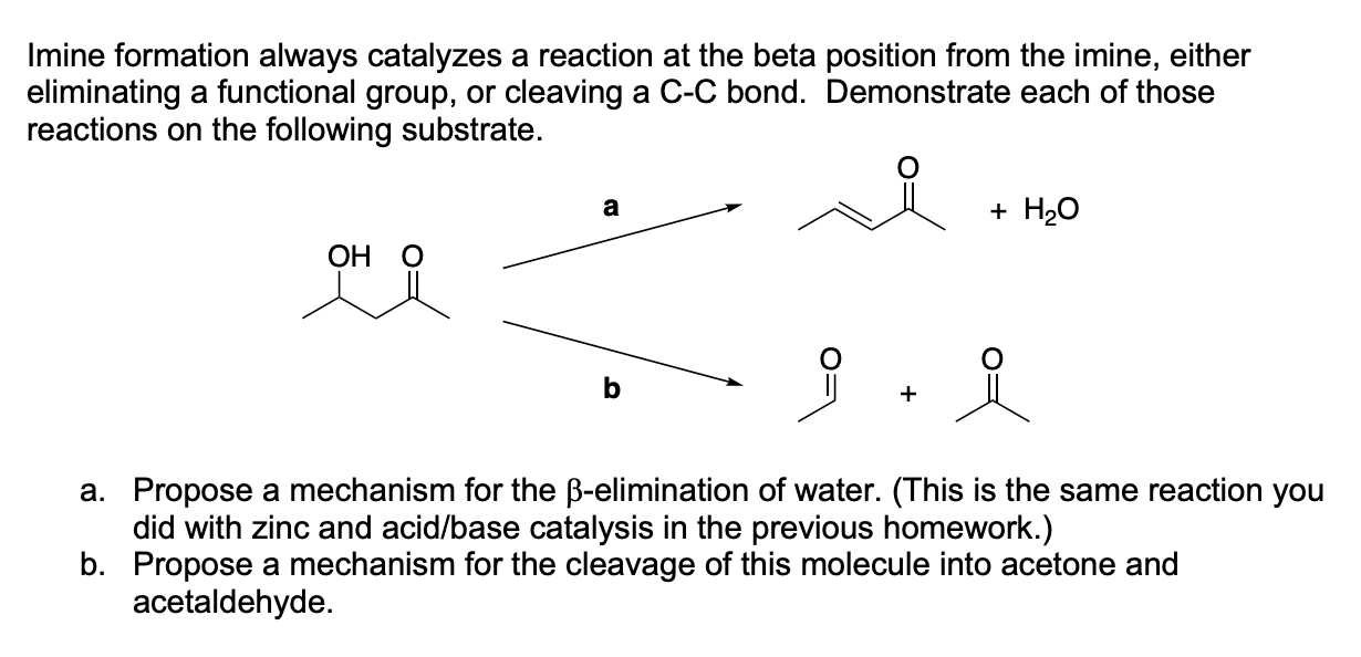 Solved Imine formation always catalyzes a reaction at the | Chegg.com