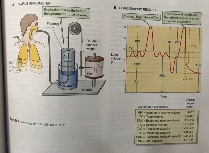 Solved A SIMPLE SPIROMETER B SPIROGRAPHIC RECORD Expiration | Chegg.com