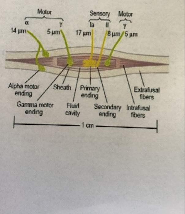 Solved Length monitoring system Capsule ulorti excir