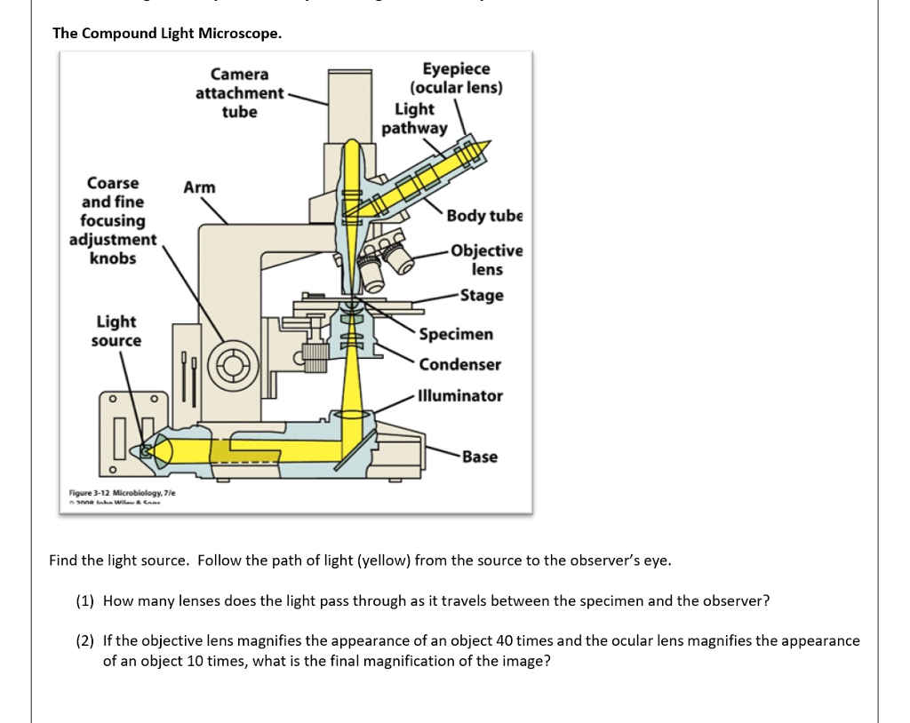 What Is The Path Of Light In A Compound Microscope at Billy Robinson blog