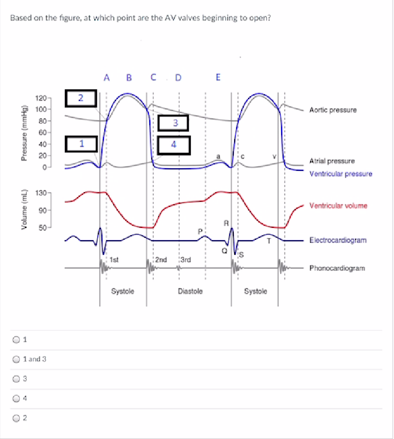 Solved Based on the figure, at which point are the AV valves | Chegg.com