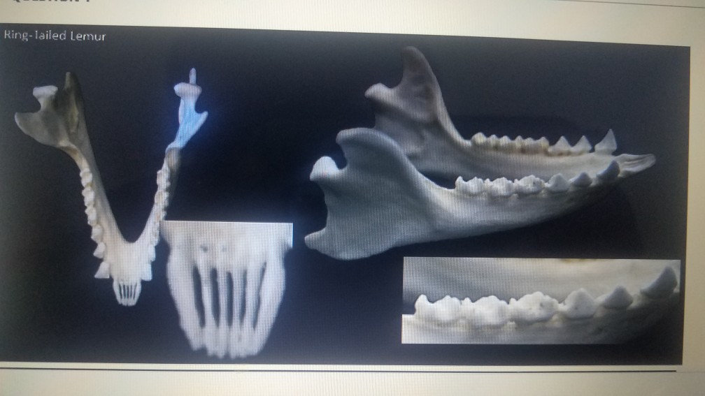 Solved What is the dental formula for the lemur? A. 2.2.2.3.