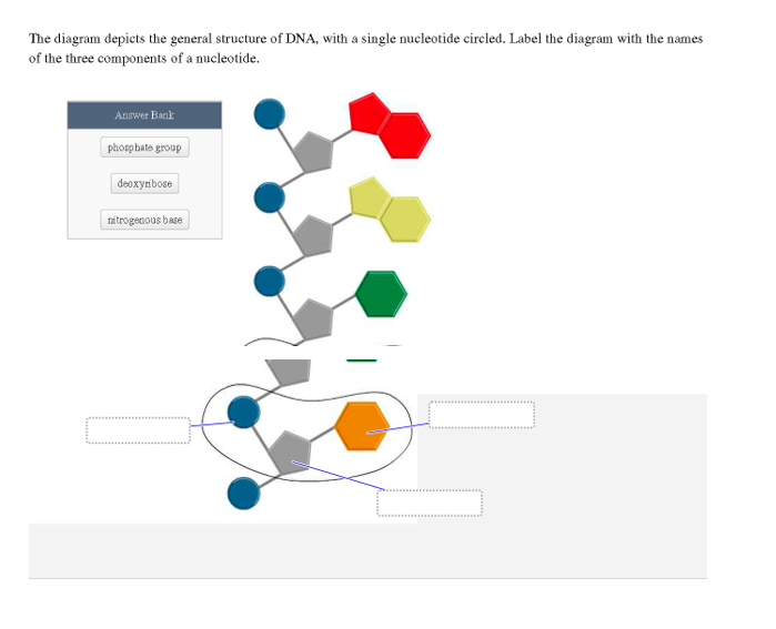 Solved The diagram depicts the general structure of DNA, | Chegg.com