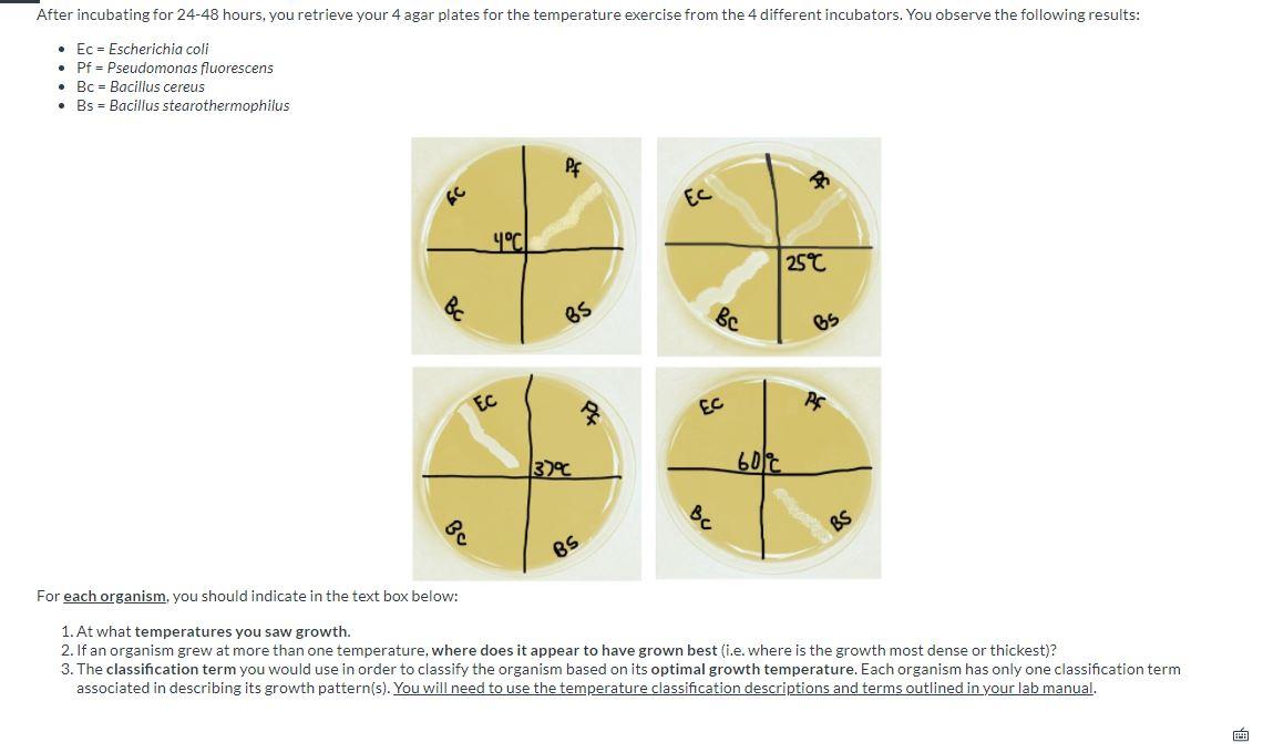 Solved After incubating for 2448 hours, you retrieve your 4