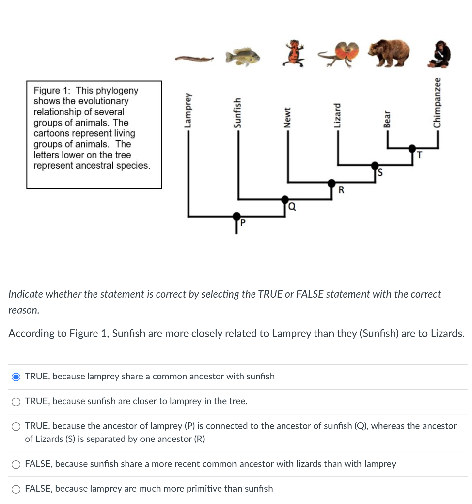 Solved stor Lamprey Sunfish Chimpanzee Newt Figure 1: This | Chegg.com