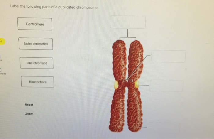 chromosomes duplicate during