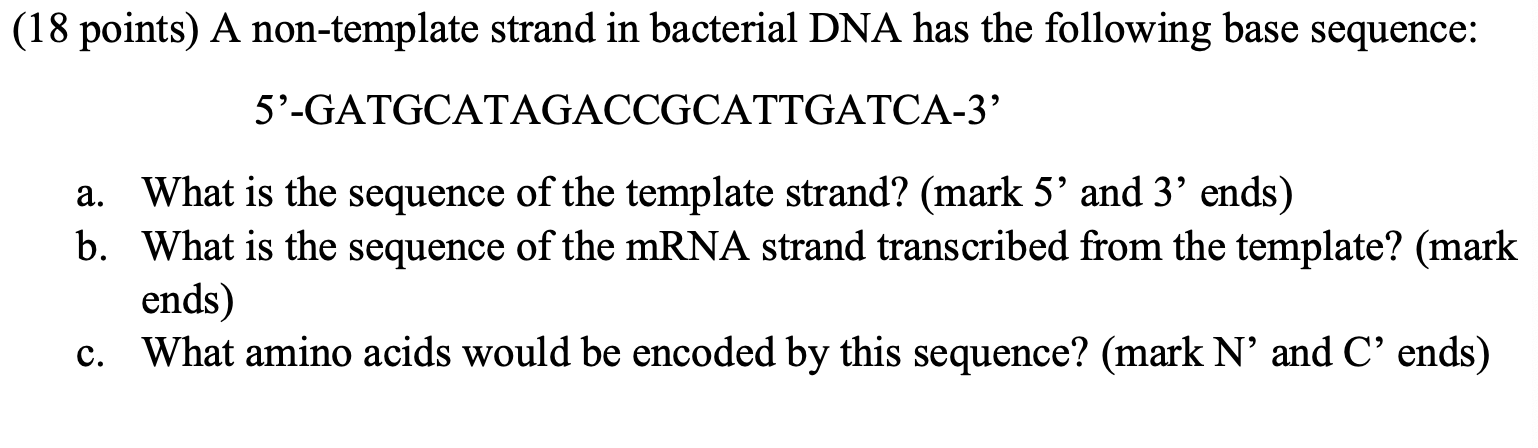 Solved (18 points) A non-template strand in bacterial DNA | Chegg.com