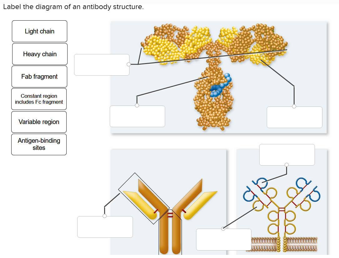 Label the diagram of an antibody structure.
Light chain
Heavy chain
Fab fragment
Constant region
includes Fc fragment
Variabl