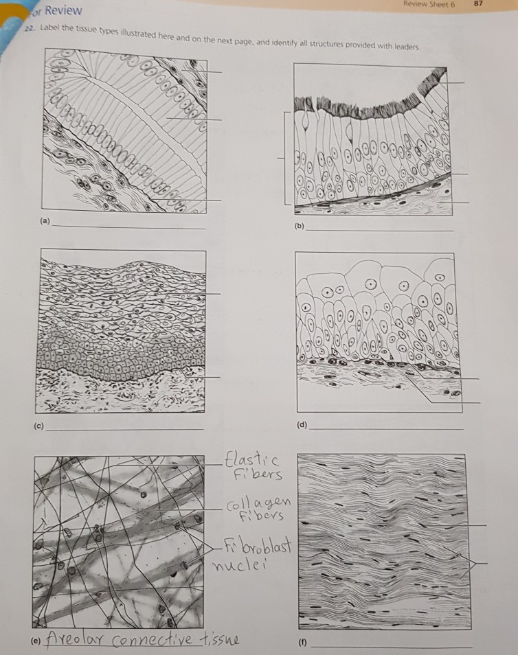 Solved Review Sheet 6 87 or Review 22. Label the tissue | Chegg.com