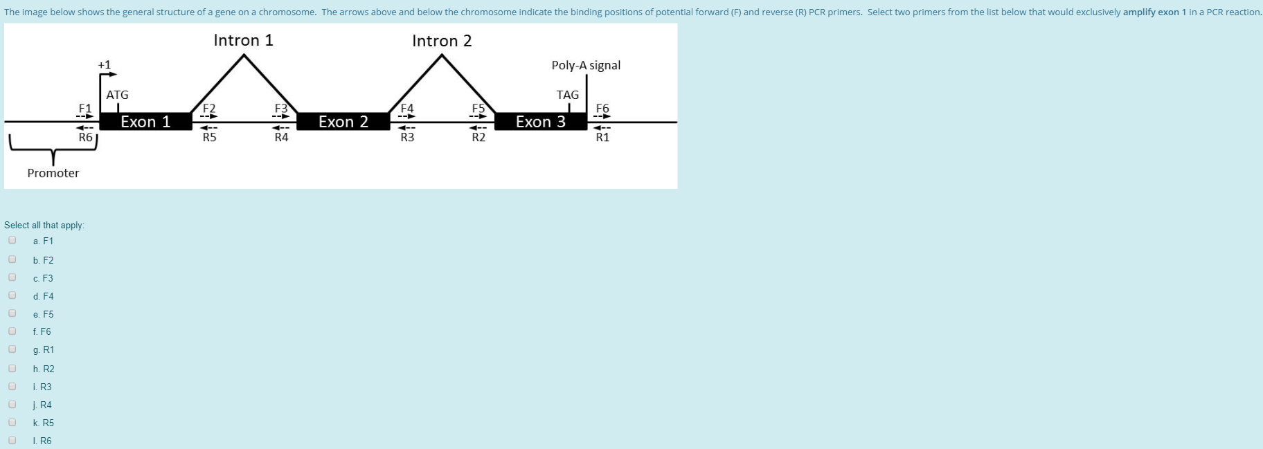 Solved The image below shows the general structure of a gene | Chegg.com