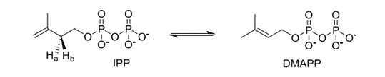 Solved Isoprenoid biosynthesis involves isomerization | Chegg.com