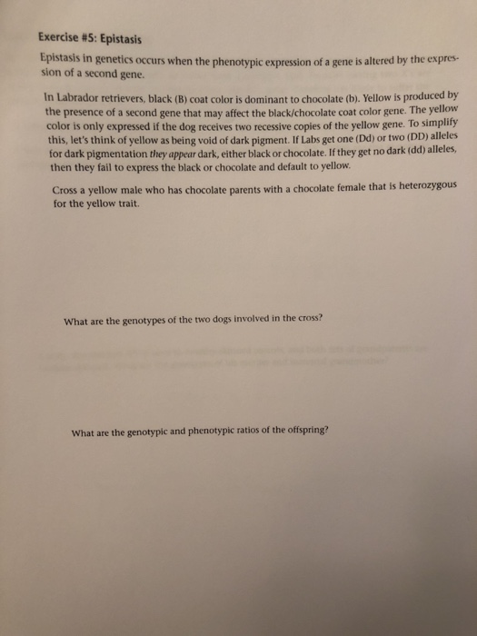 Solved Exercise 4 codominance Codominance results