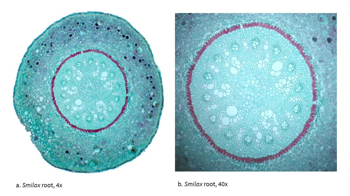 Solved Label the epidermis, cortex, vascular cylinder (using