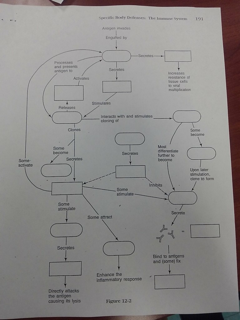 Immune System Diagram Drawing - Diagram Media