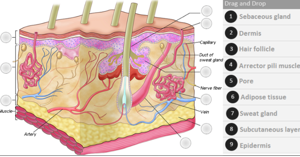 Drag And Drop1 ﻿sebaceous Gland2 ﻿dermis3 ﻿hair 