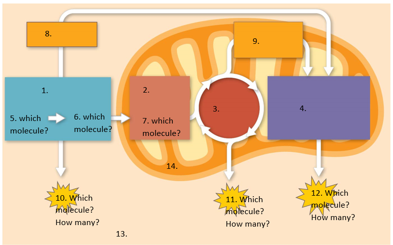 Solved Label Number 1-14 In The Figure Below (click At Each | Chegg.com