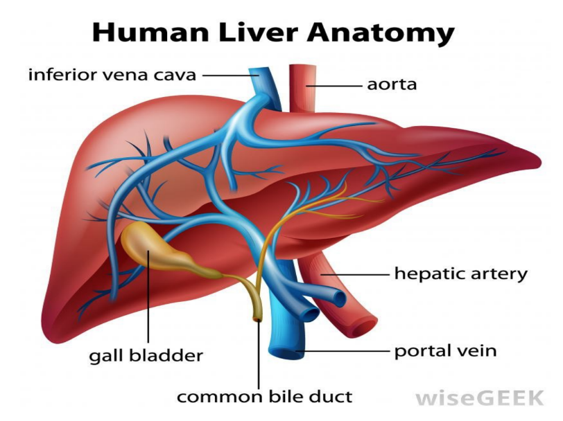 Solved Why is the liver important in how effective a drug | Chegg.com