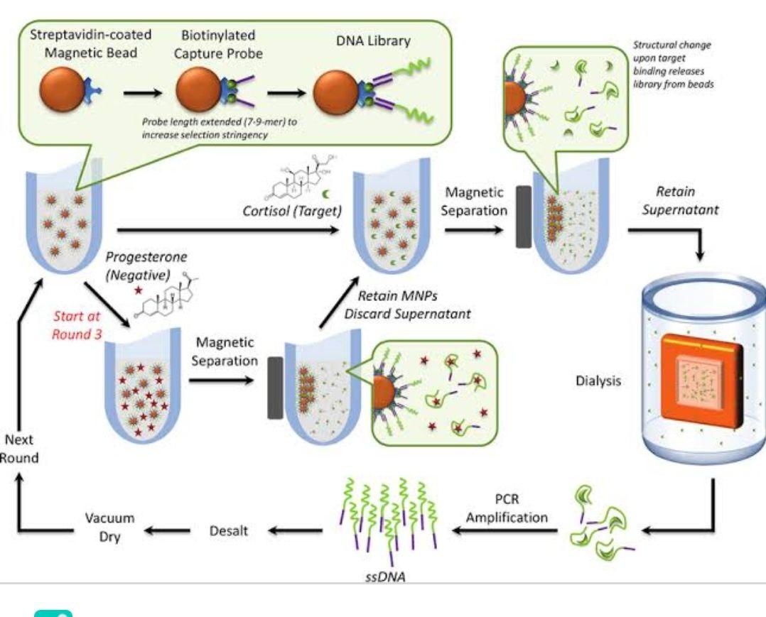 Solved Streptavidincoated Bead Biotinylated