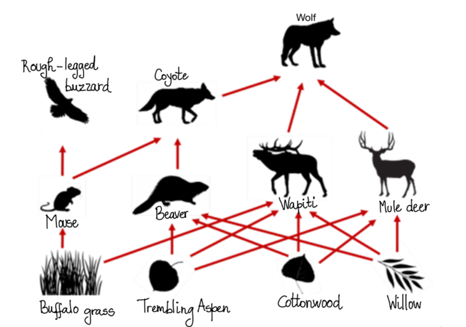 Yellowstone food web