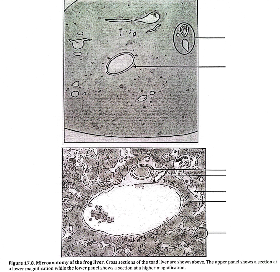 Solved Label the parts of the liver of a frog using the list | Chegg.com