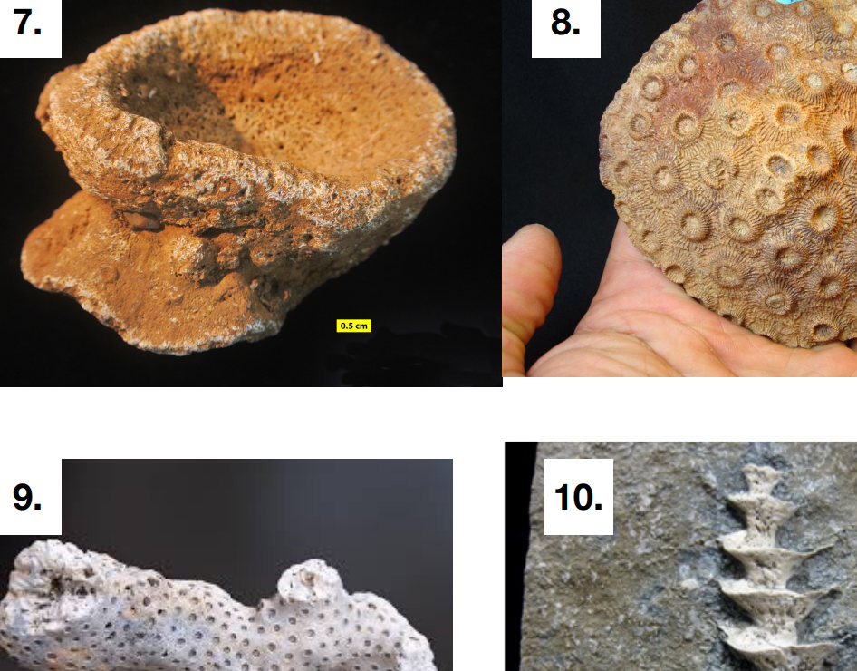Solved 1. Identify all fossil specimens provided by your