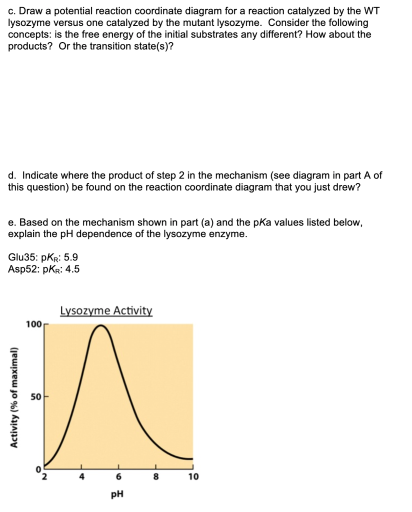 3. Lysozyme is an enzyme found in tears, saliva,
