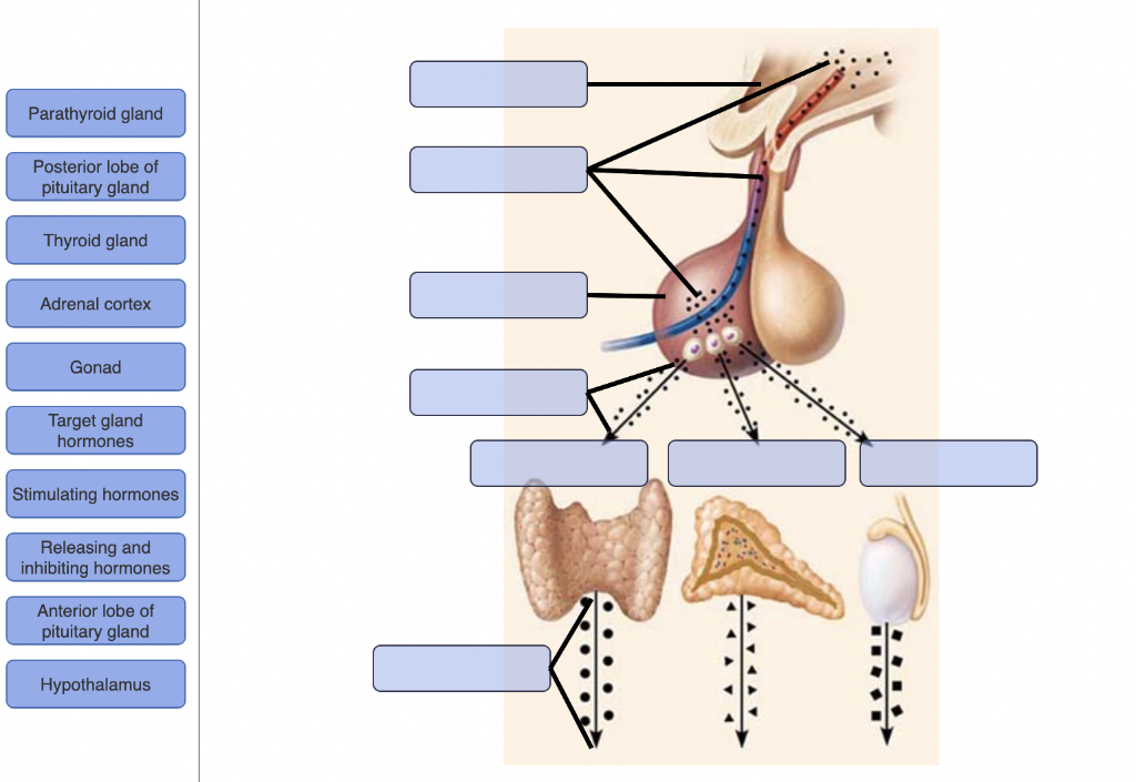 Solved Drag And Drop Each Phrase Below Into The Correct Chegg