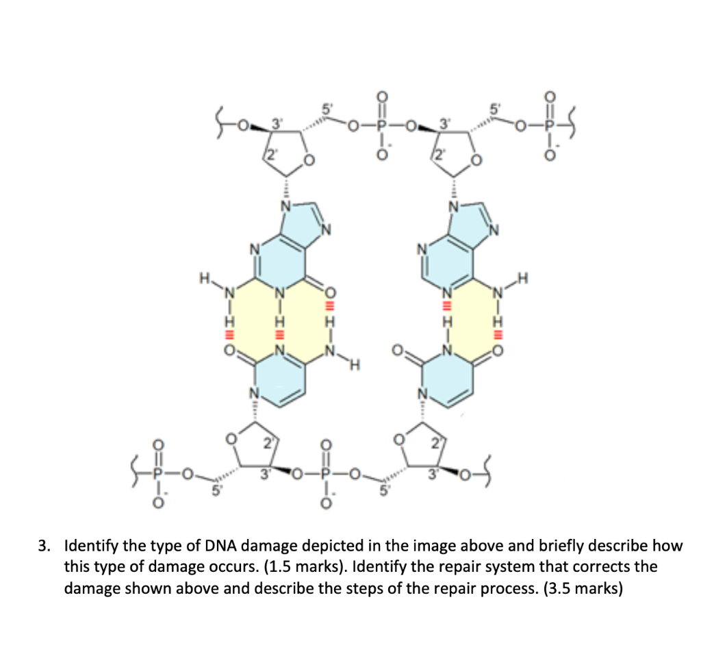 Solved Z- 3. Identify the type of DNA damage depicted in the | Chegg.com