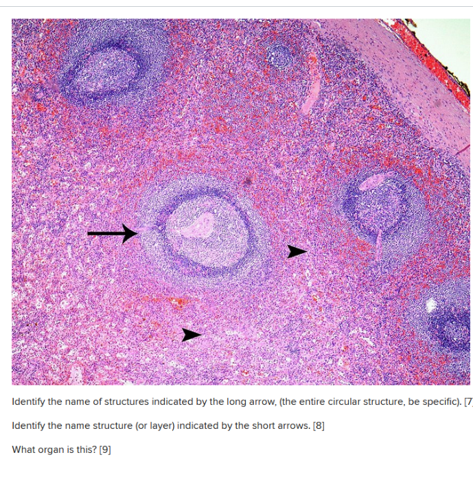 Solved Identify the name of structures indicated by the long | Chegg.com