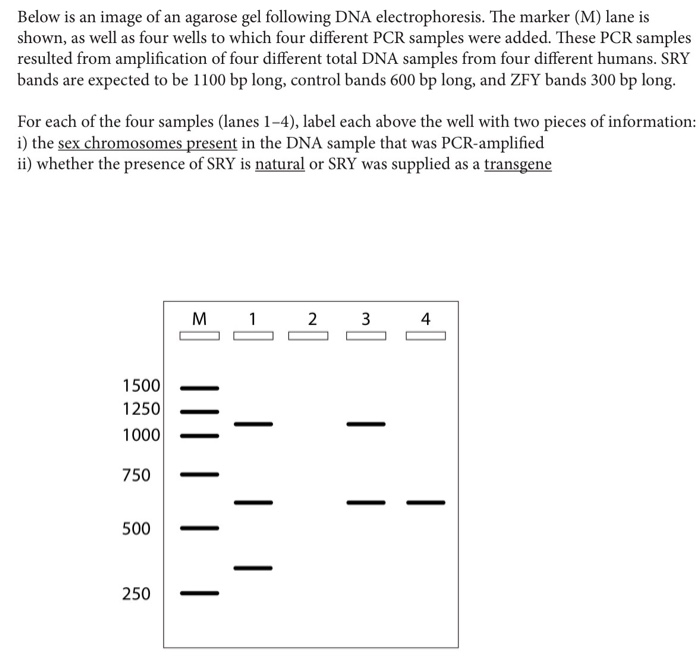 Solved Below is an image of an agarose gel following DNA