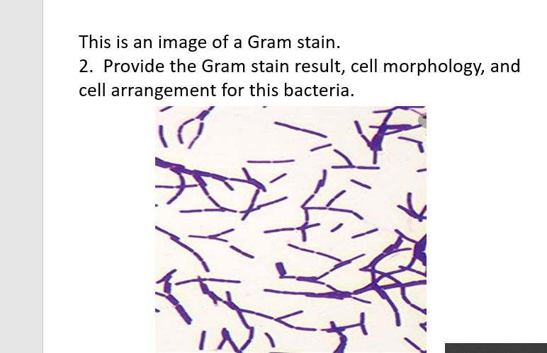 solved-this-is-an-image-of-a-gram-stain-1-provide-the-gram-chegg