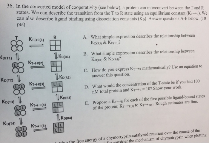 36. In the concerted model of cooperativity (see | Chegg.com