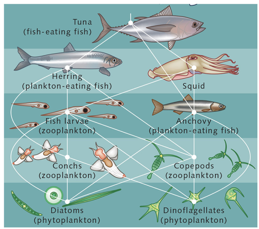 Solved Which of the following, in one or more food chains,