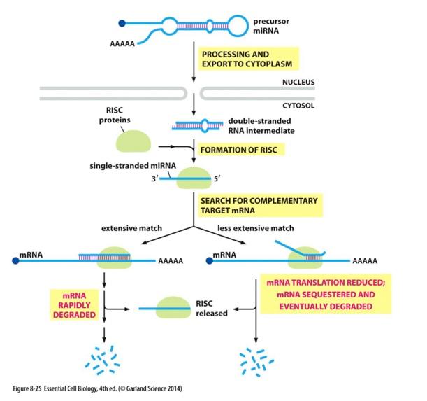 Solved 1.) What is the control of a gene product’s levels | Chegg.com