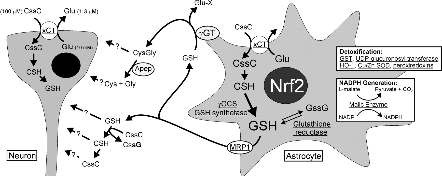 Detailed Illustration Of The Nrf2 Pathway And Components In Cellular