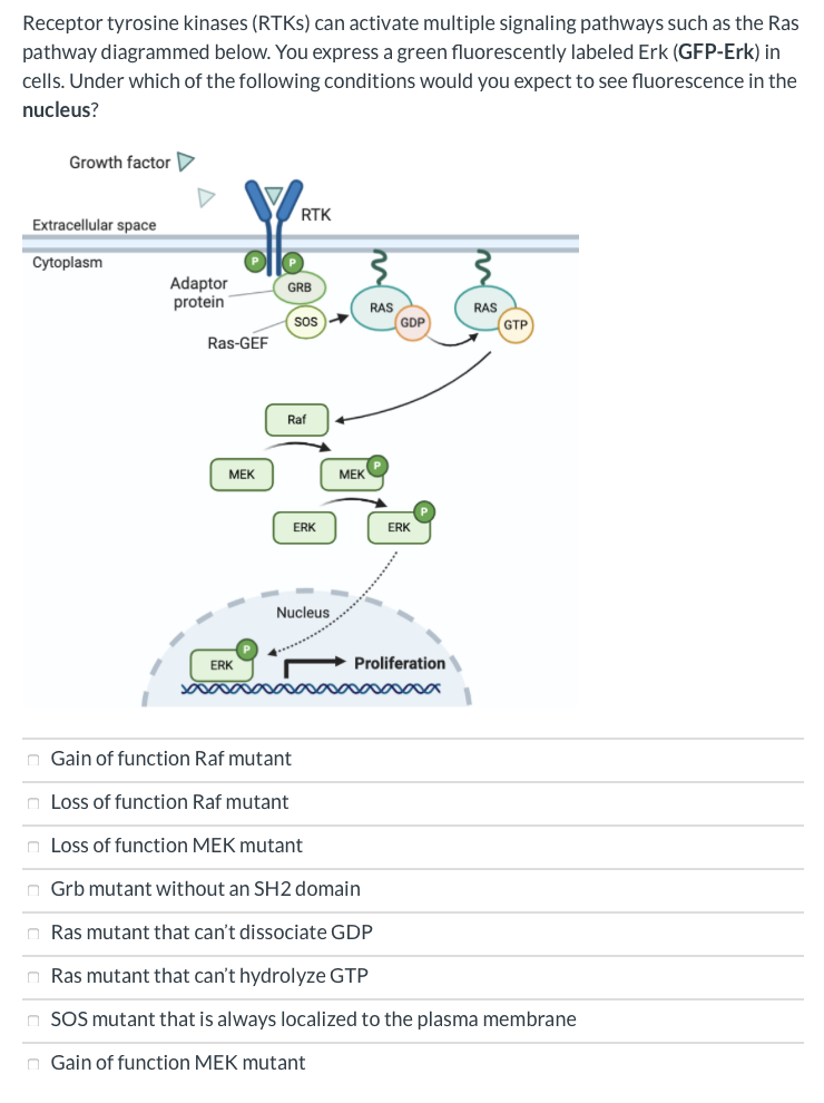 Solved Receptor tyrosine kinases (RTKs) can activate | Chegg.com