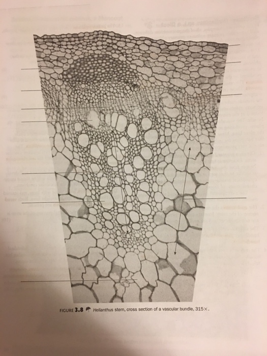 Solved FIGURE 3.8 Helianthus stem, cross section of a | Chegg.com